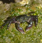 Shore Crab