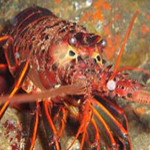 Spiny Lobster