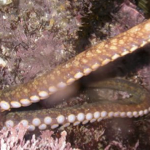 Two spot octopus