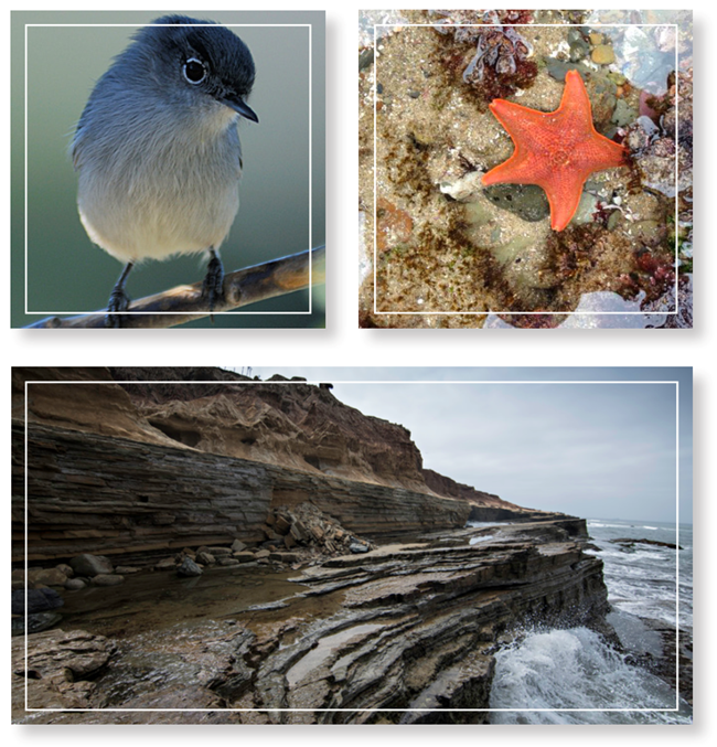 Collage of bat Star, rocky intertidal, gnatcatcher