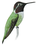 Anna's hummingbird Image adapted from Audubon.org bird guide