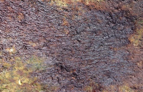 A dark, rough, and slightly shiny surface with patches of brown, black, and green, resembling wet, textured rock or algae-covered stone.