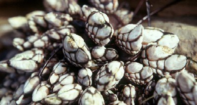 Barnacles Barnacles