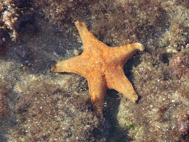 An orange sea star with five arms.