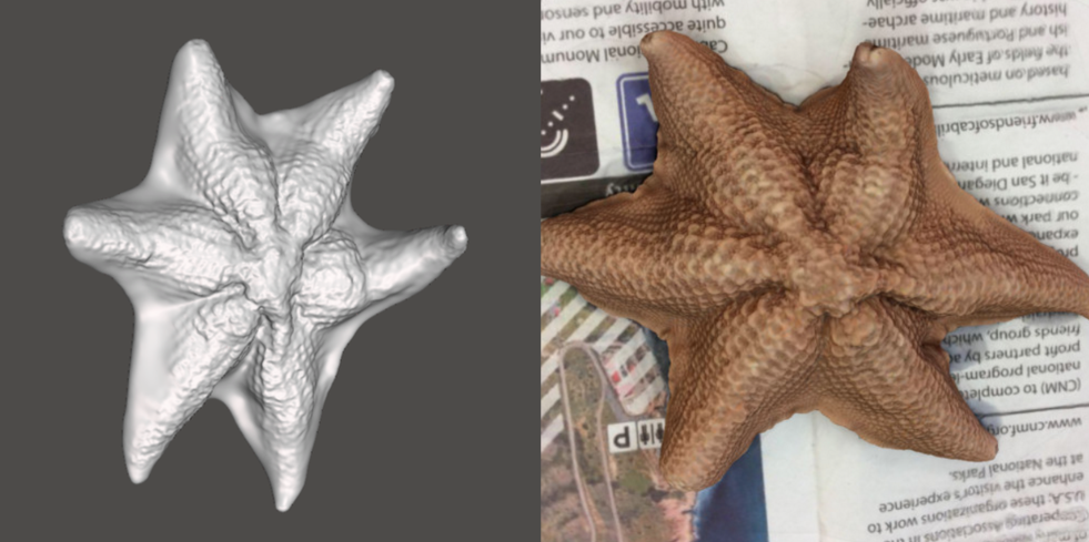 Photo showing 3d model of Bat Star