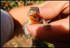 Beldings Orange Throated Whiptail