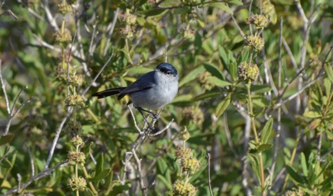 A bird with a black head and wings with a white underbelly sitting on a branch with yellow flowers and green leaves