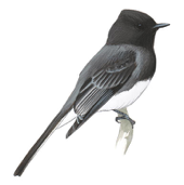 Black Phoebe Image adapted from Audubon.org bird guide