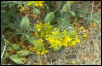 Bladderpod