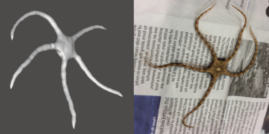 Photo showing 3d model of Brittle Star