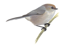 Bushtit Image adapted from Audubon.org bird guide