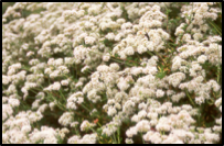 California Flattop Buckwheat