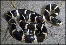 California Kingsnake