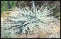 California Sagebrush