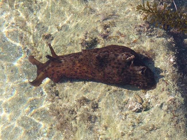 A purple blob the size of a foot with black spots and two antenna on the ocean bottom.