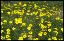 California Sunflower