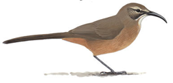 California Thrasher Image adapted from Audubon.org bird guide