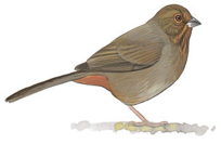 California Towhee Image adapted from Audubon.org bird guide