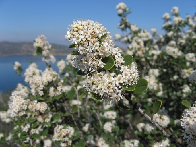 White Coast Ceanothus White Coast Ceanothus