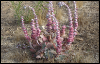 Chalk Dudleya