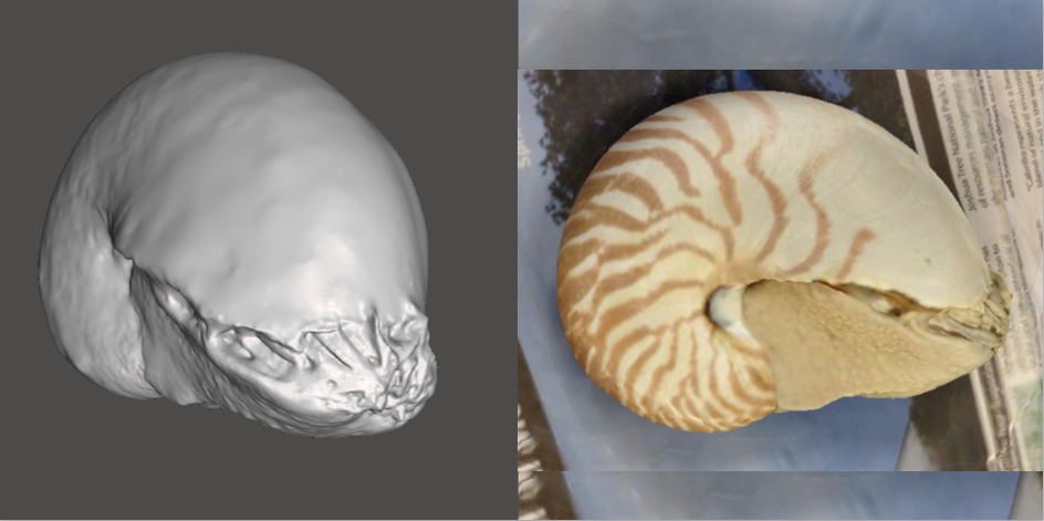 Photo showing 3d model of Chambered Nautilus