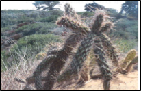 Coast Cholla Cactus
