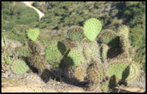 Coast Prickly Pear