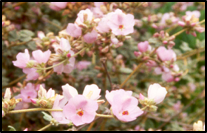 Coastal Bushmallow