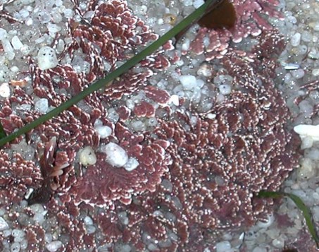 A cluster of small, flat, pinkish-red seaweed with ruffled edges lies on wet sand, sprinkled with tiny white and clear pebbles, crossed by thin green sea grass.