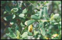 Coyote Brush