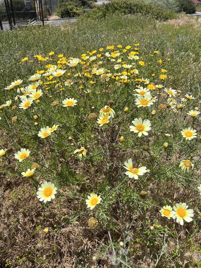 ≤ 5’ Annual, usually single thick green hairy stem, bright green broad leaf splitting into spindly thin lobes, yellow or white ray petals with yellow center ≤ 2.5” flower