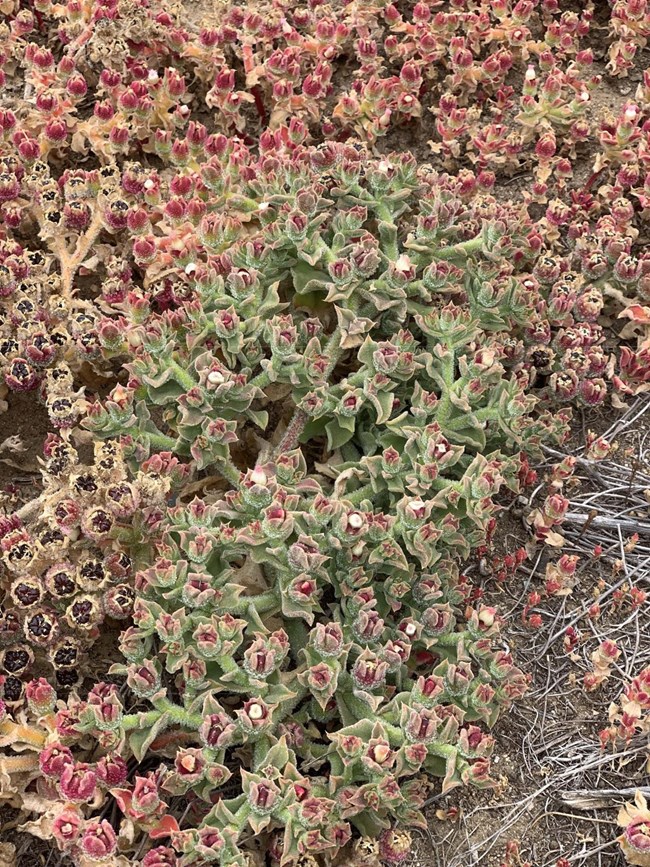 ≤ 8” Succulent, reddish-green thick crinkled leaf ≤12” in diameter, thin white ray petal yellow centered flower, seed present in red bulbous head, salt “crystals” cover entire plant