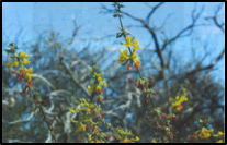 Deer Weed