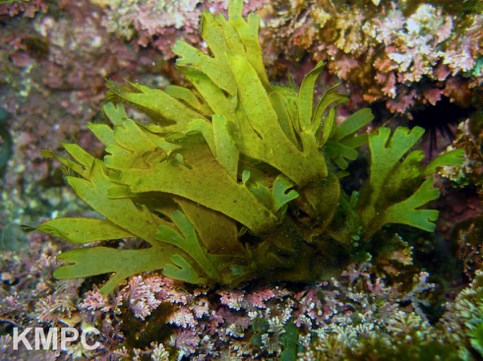 A cluster of bright green seaweed with thick, flat, finger-like fronds grows on a rocky surface covered in pink and purple encrusting algae.