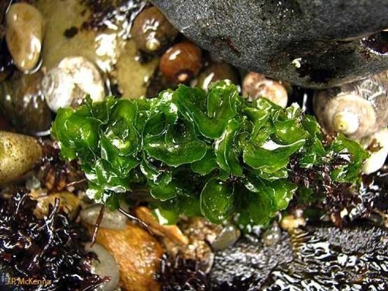Seaweeds in the Tidepools