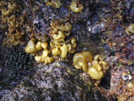 ellowish, lumpy, gelatinous blobs cling to a wet, dark rock surface, with small green clusters nearby, resembling a slimy natural growth.