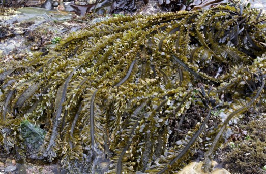 A clump of long, brown-green seaweed with frilly edges and small bumps drapes over wet rocks in a tide pool.
