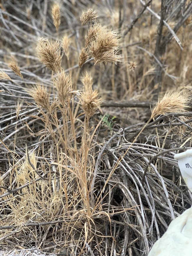 ≤ 24” Annual, greenish yellow grass, singular flat blades, spikey vertical green-red flower head, seeds borrow into animal fur/skin
