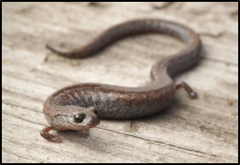 Garden Slender Salamander