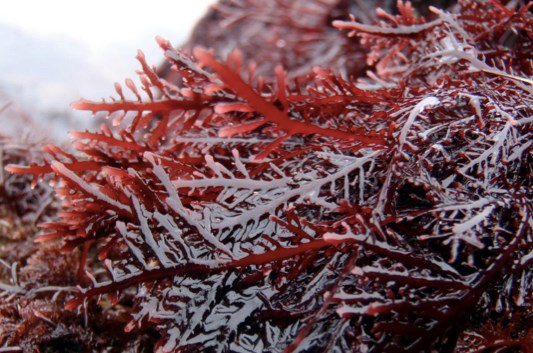 A cluster of shiny, dark red seaweed with thin, branching fronds spreads across a rocky surface, glistening with moisture.