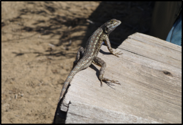 Great Basin Fence Lizard