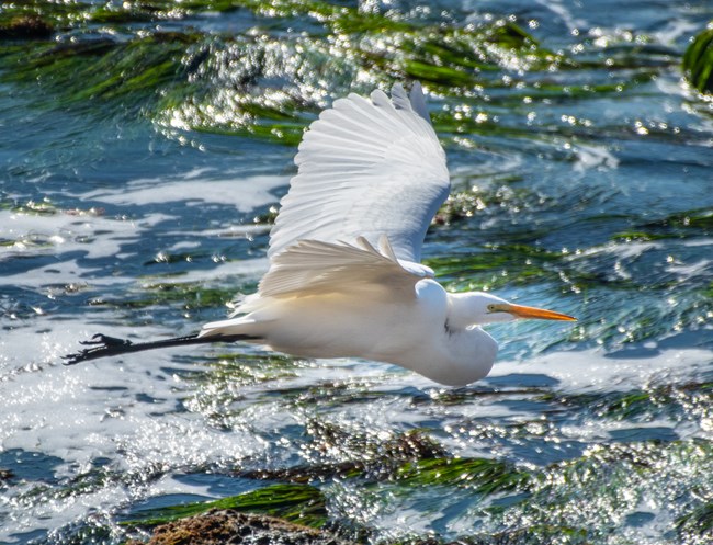 A white bird with a long orange beak and long legs flies over the water.