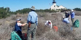 A group of people pulling weeds in a field.