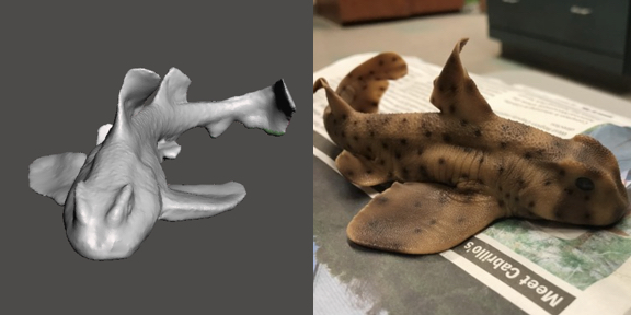 3d model of a Horn Shark