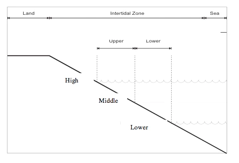 Intertidal Zones A graph with a diagonal line from upper left to bottom right showing the different zones (high, middle and low) in relation to the shoreline at the top