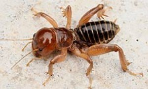 How To Identify Get Rid Of Potato Bugs Complete Potato Bug Removal Guide Pest Strategies