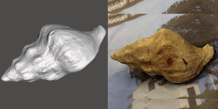 Photo showing 3d model of Kellet's Whelk