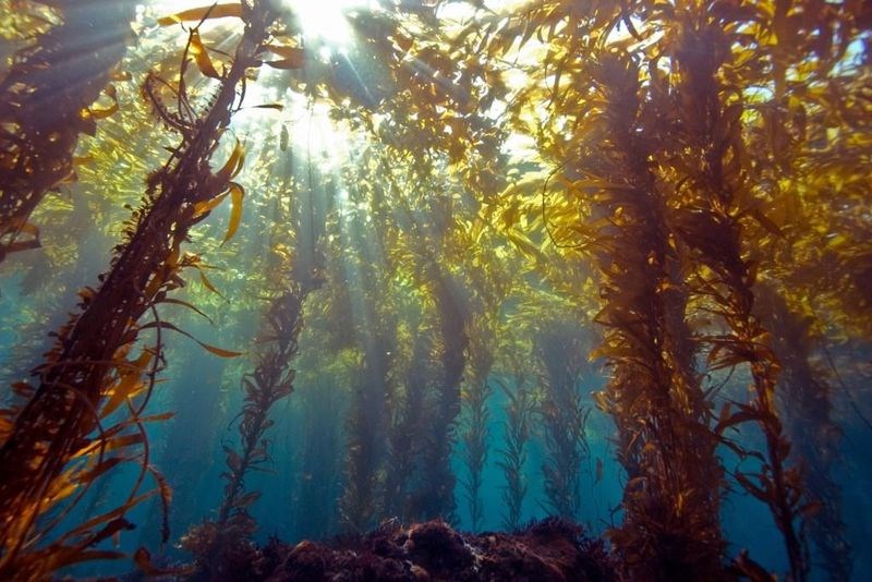 kelp forest hd