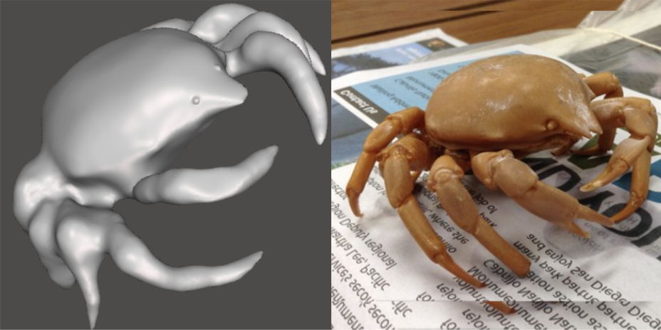 Photo showing 3d model of Kelp Crab