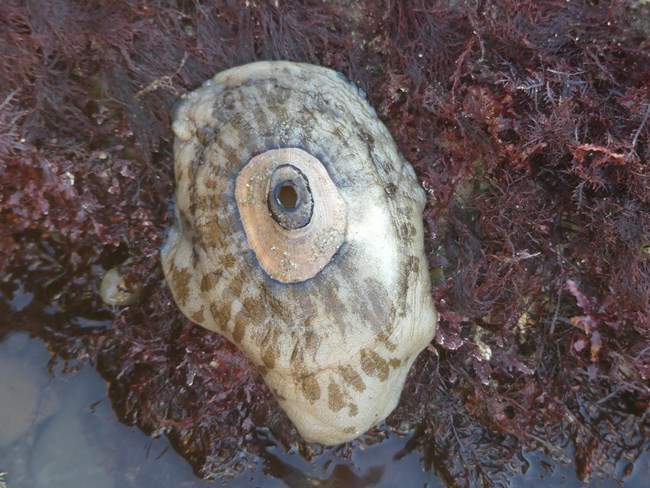 An oval shaped tan with brown spots blob. A smaller oval shaped hard shell is at the top center of the blob. The hard shell is approximately 25% the size of the blob. A  hole in the center of the hard shell.